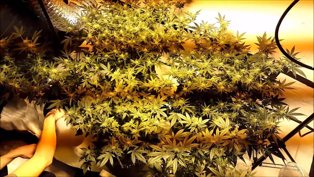 Why I Grow My Own Cannabis!