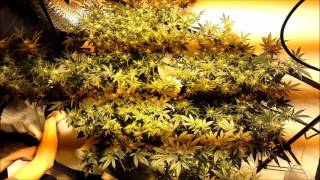Why I Grow My Own Cannabis!