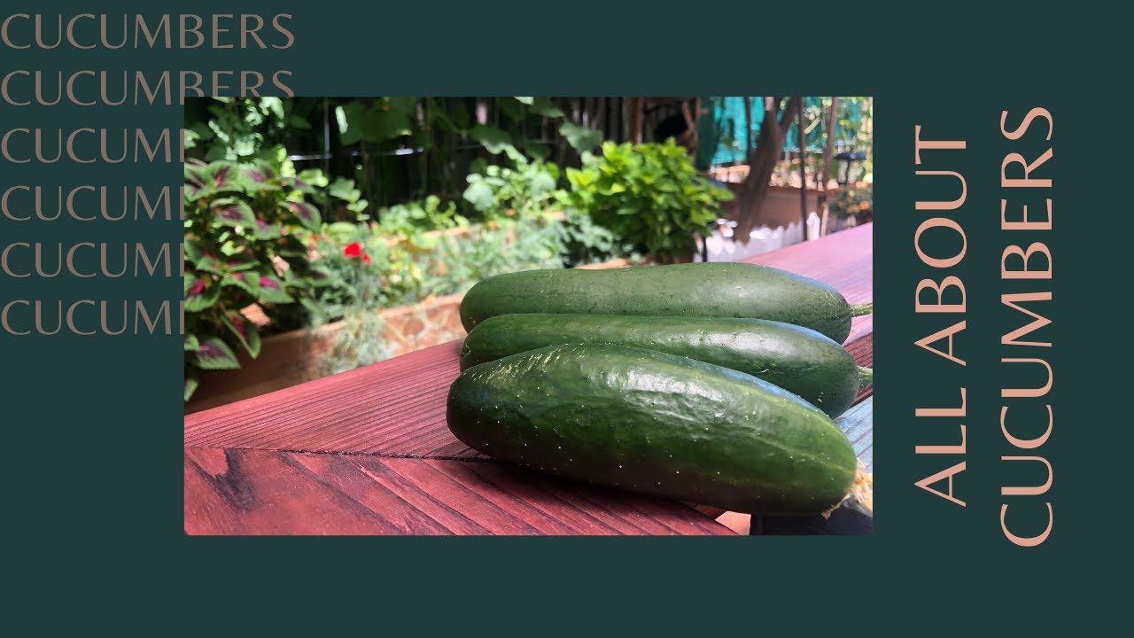 All About Cucumbers II Guide To Cucumber Care & Harvest II Grow Cucumbers In Raised Bed & Grow