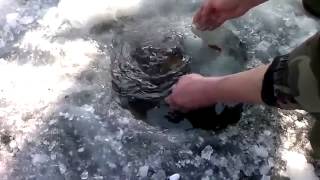 Rus Işi Balık Avlamak