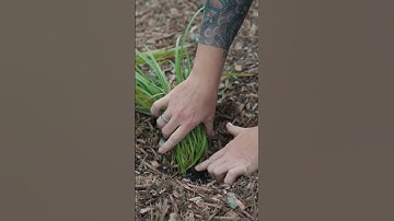 Mulch Mistakes!! 🍂🪵 #mulching #gardening #gardening #plants