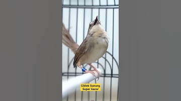 Ciblek Gunung Super Gacor