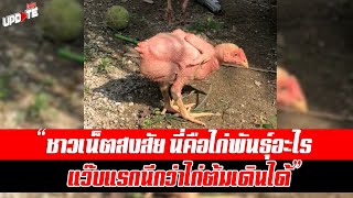 ชาวเน็ตสงสัย นี่คือไก่พันธุ์อะไร แว๊บแรกนึกว่าไก่ต้มเดินได้