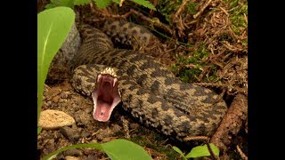 Snake Attacks in slowmotion. Striking Viper, Spitting Cobra, Python
