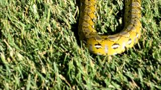 Jampea Platinum Retic at the Park