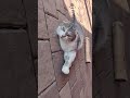 #cat #cute #animals