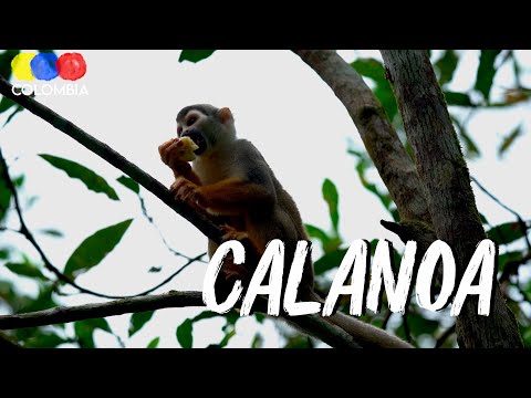 Calanoa Sustainable Project Amazonas Colombia - Traveling Colombia