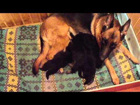 Щенки Фанхил Хаус Титана и Сан Иринхоф Геи 