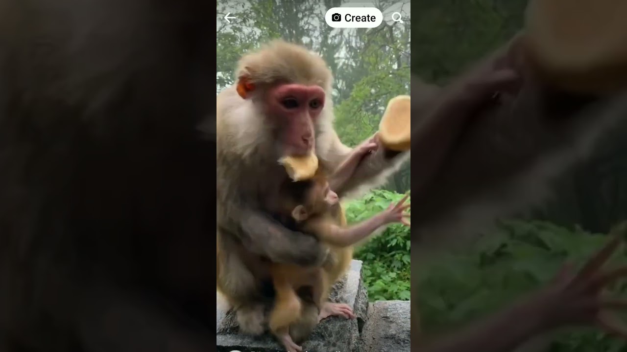 SATISFYING MOTHER MONKEY EATING BREAD BUT GREEDY TO RHE BABY MONKEY.🙄🤔😤