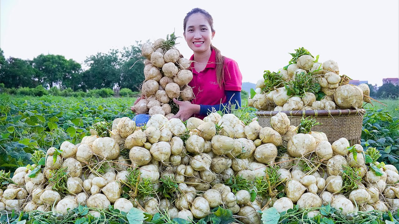Harvesting Jicama ( Mexican tunip ) Go to the market to sell Lý Thị