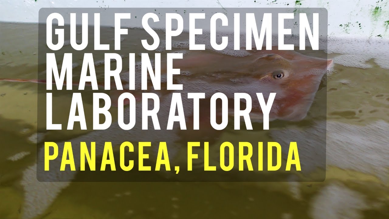 Gulf Specimen Aquarium Panacea, Florida YouTube