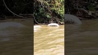 Allah Hu Akbar, Detik Detik Ditemukan Ular Piton Raksasa Yang Makan Mia Membayangtv