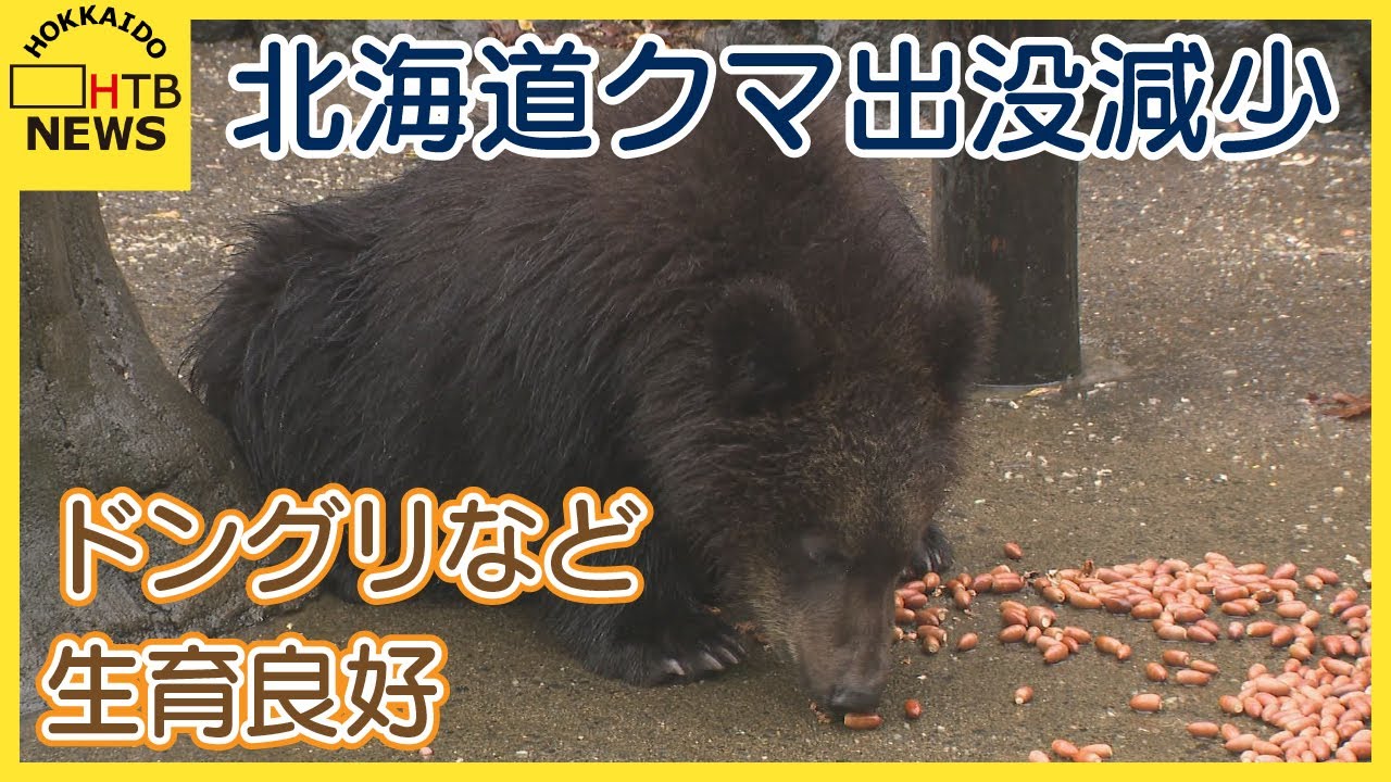 北海道でクマの出没件数が減少 10年ぶりに山の「木の実」の生育が