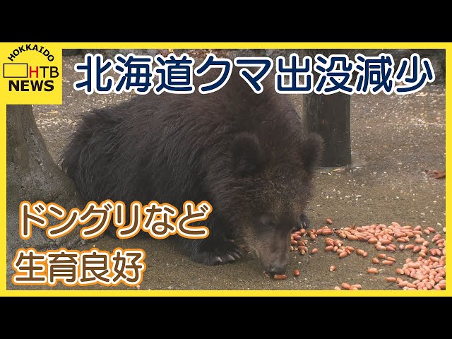 北海道でクマの出没件数が減少 10年ぶりに山の「木の実」の生育が