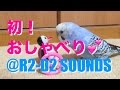 ピピの初！おしゃべり＋Star Wars R2-D2声マネ（生後２〜３ヶ月半）Budgie Parakeet [#015]