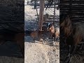 # animals lover# funny 🤣🤣 bakri ka baccha#yt shorts#
