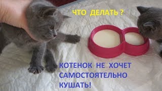 КАК С ПОМОЩЬЮ ШПРИЦА ПОДКОРМИТЬ КОТЕНКА? КОТЕНОК НЕ ХОЧЕТ САМОСТОЯТЕЛЬНО КУШАТЬ