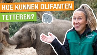 DIT MOET JE WETEN OVER OLIFANTEN + MEEKIJKEN BIJ DE TRAINING! 🐘🤩 | Carlijns Dierenvraag #42