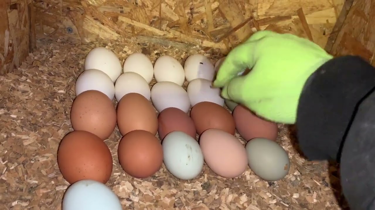 Курочка приболела//Сколько сегодня яиц🥚🪺🥚