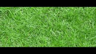 Top 10 Photos of Grass (You WONT BELIEVE number B!)