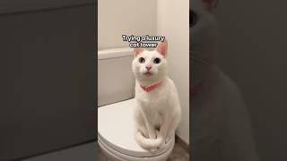 Trying A Designer Cat Tower The Pack