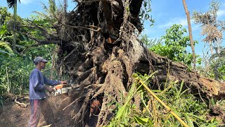 DIFFICULT AND tiring‼️CUTTING HUGE TREMBESI TREE FALLS DOWN BY THE WIND STIHL#ms660#ms070 by Wono Chenel 6,532 views 3 weeks ago 39 minutes