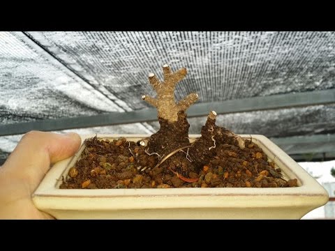 Cómo hacer un mini bonsai - alternativa 