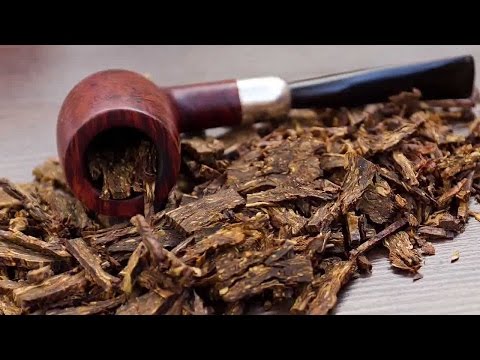Выращивание табака. Бизнес идея