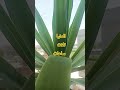 الدنيا تلات ساعات الدنيا تلات ساعات