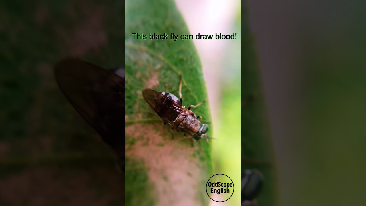 Black Fly – The Blood-Sucking Killer You Didn't Know | 