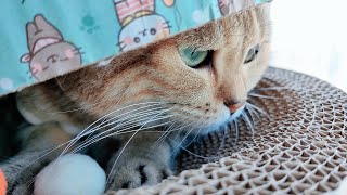 How many days did the kitten get beaten?What did the little cat do to make the big cat angry? screenshot 5