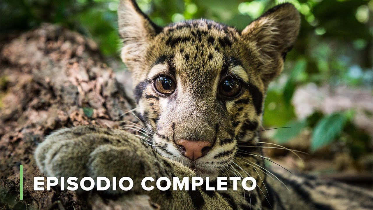 Creaturas Asiáticas Bajo Horas Extra De Sol | Del Amanecer Al Ocaso 102