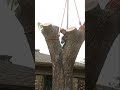 The tree care service you can trust. #treecare #treeremoval