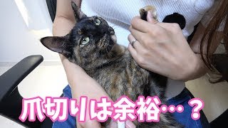 ママが甘えん坊なサビ猫の爪切りをします！