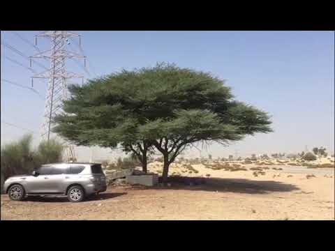 شجرة السمر وظلتها Youtube