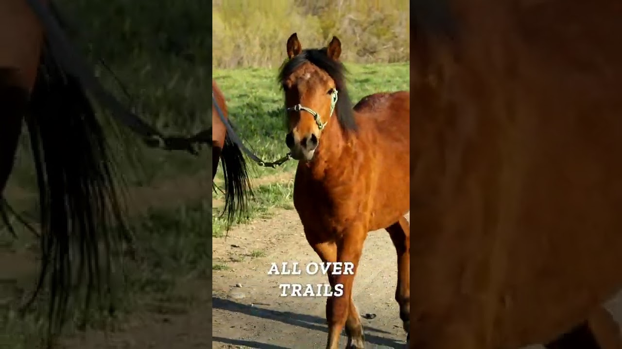 How to Pony a Young Horse 