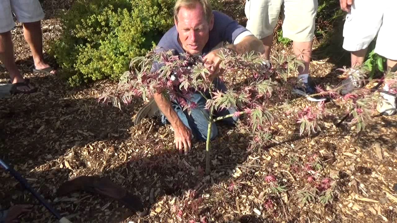 Pruning A Japanese Maple Back To Eden Garden L2Survive with Thatnub