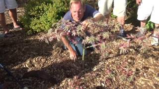 Pruning A Japanese Maple Back To Eden Garden L2Survive with Thatnub