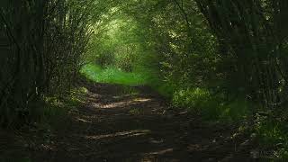 4K HDR Enchanted Forest -  Blackbird Singing  Springtime Bird Song   Relaxing Nature Video & Sounds