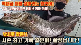 바다의 용입니다! 초대물 낚시로잡은 활민어 회뜨기!