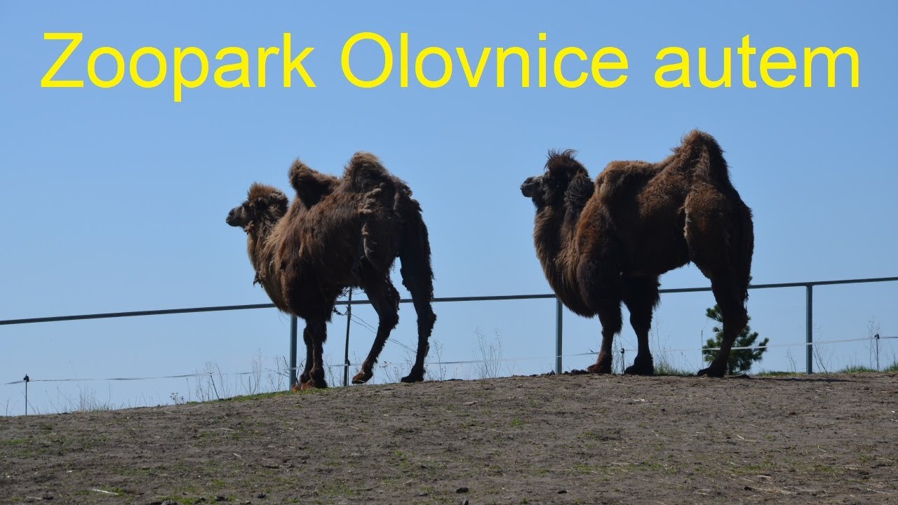 ZOOPARK OLOVNICE autem