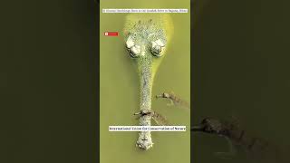 31 Gharial #Hatchlings Born in the #Gandak River in Bagaha, #Bihar #wildlife #wateranimals#crocodile