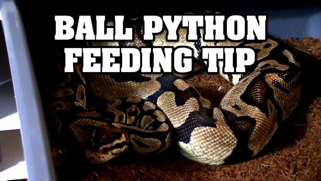 Pro Feeding Tip - getting female ball pythons on food after eggs! - YouTube