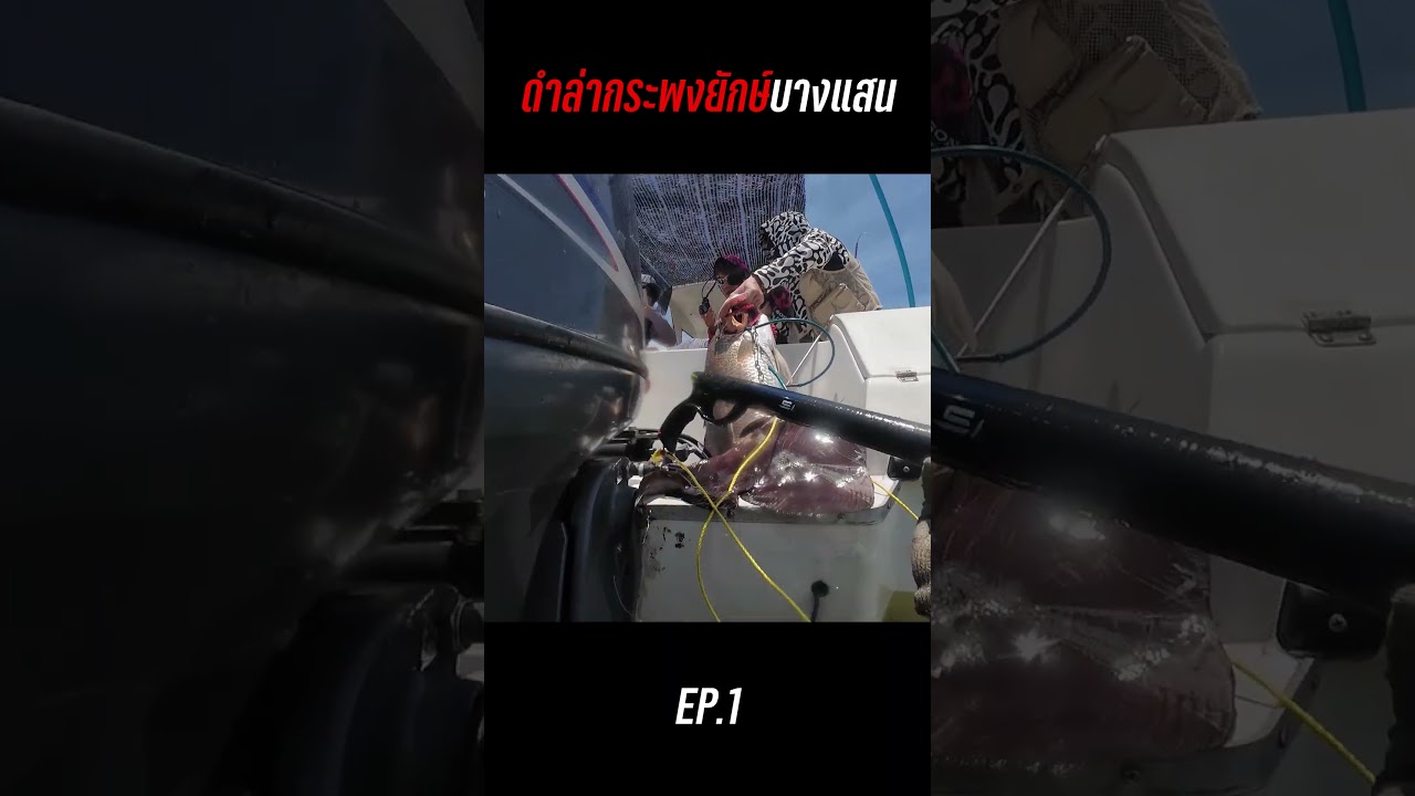 ดำล่ากระพงยักษ์บางแสน