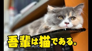 猫動画】吾輩は猫である。〜にゃんともパレード〜#181 - YouTube