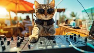 Download Lagu DJ MIAWW - Smooth Jazz House Music Mix - Warm Sunset on the Beach with the Coolest Cat DJ MP3 Download Lagu DJ MIAWW - Smooth Jazz House Music Mix - Warm Sunset on the Beach with the Coolest Cat DJ MP3