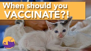 When Should You Get Your Cat Vaccinated?