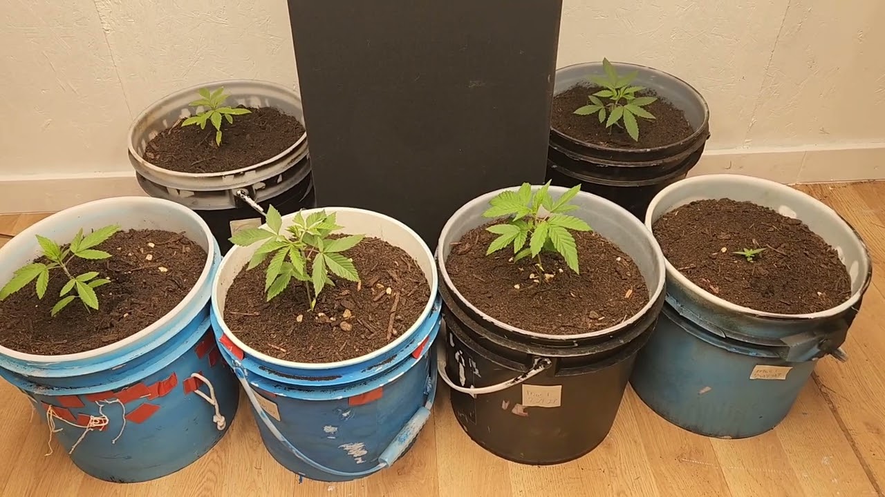 Week 2 Seed to Harvest Mac1 Feminized Photo