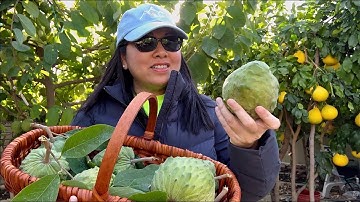 Thu Hoạch Mãng Cầu Trong Ngày Gió Bão Tại Nam Cali.
