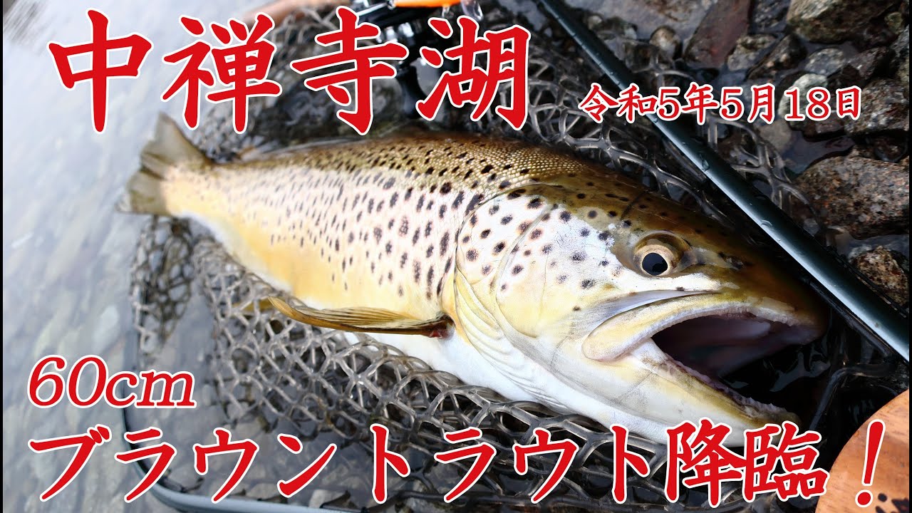 【中禅寺湖】ズームサファリ＋アンバサダー4600Cで大きなブラウントラウト釣れました！　#中禅寺湖　#Ambassadeur　#ZoomSafari　#Fishman　#ブラウントラウト　#ラパラ